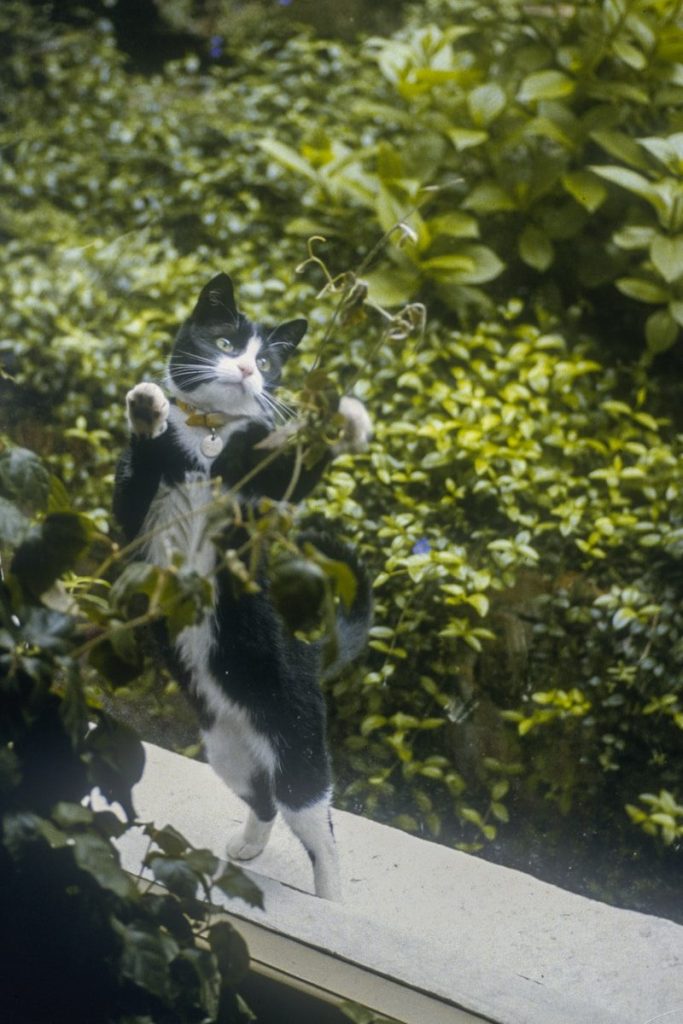 A black and white cat standing on its hind legs