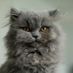 gray and white long fur cat