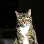a cat sitting looking at the camera