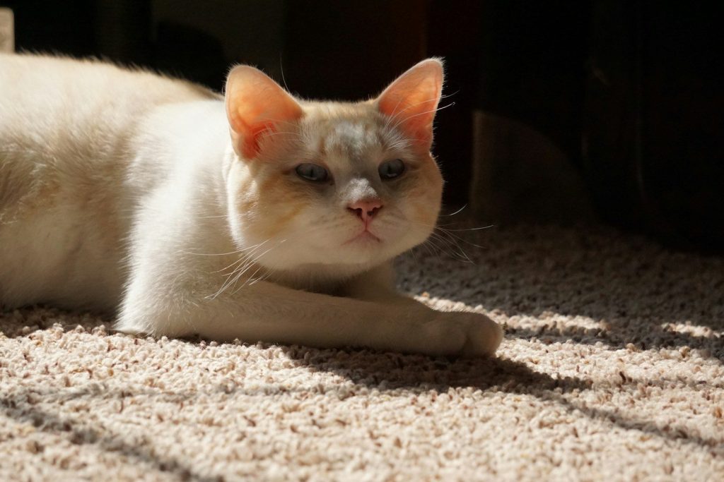 white cat lying on gray carpet