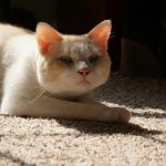 white cat lying on gray carpet