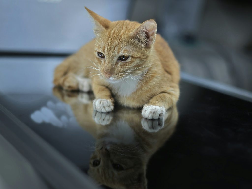A ginger kitten lies on a reflective surface.