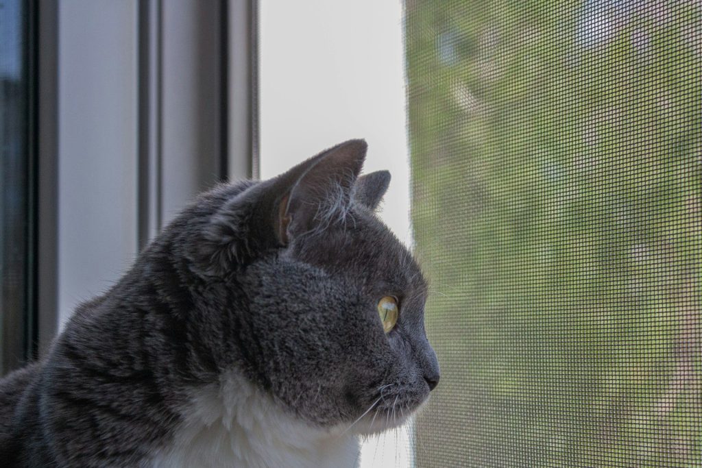 A gray cat looks out the window.