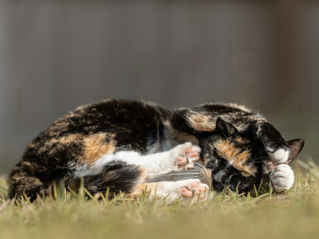 A calico cat rolls playfully on green grass.