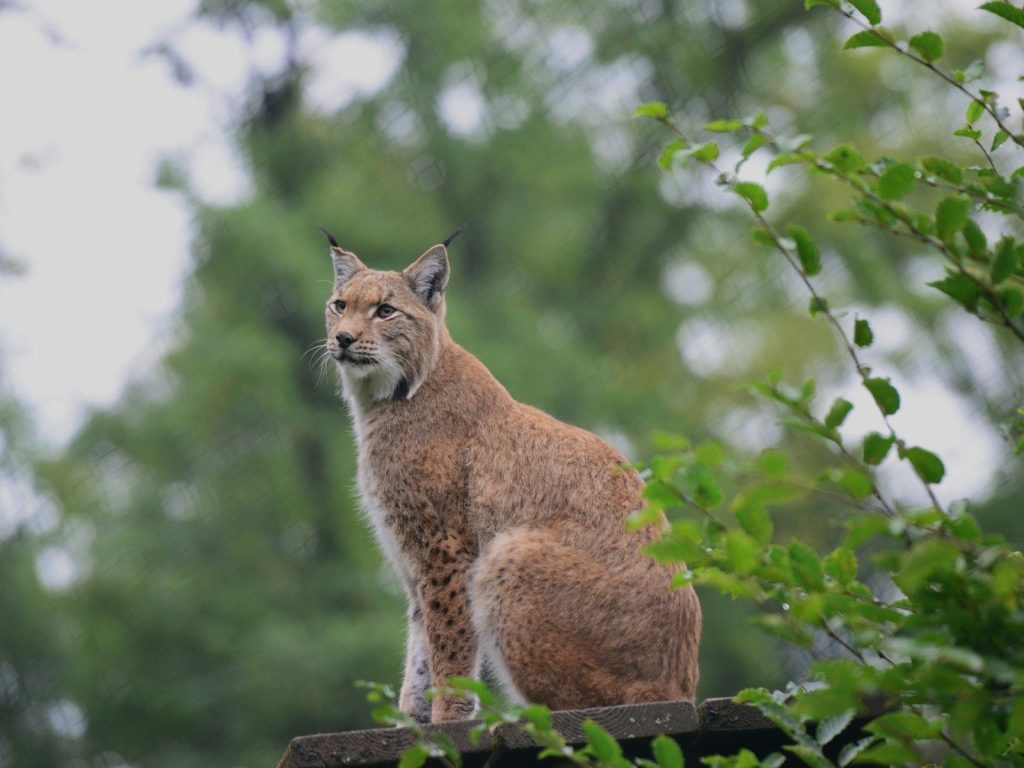 A lynx sits among green foliage, looking left.
