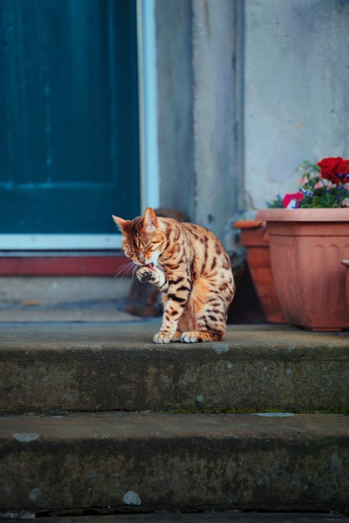 A spotted cat grooms itself on concrete steps.