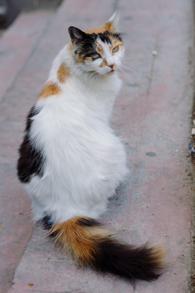 A fluffy calico cat sits on a textured surface.