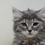 a small gray kitten sitting on top of a table