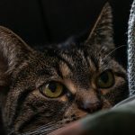 brown tabby cat on black textile