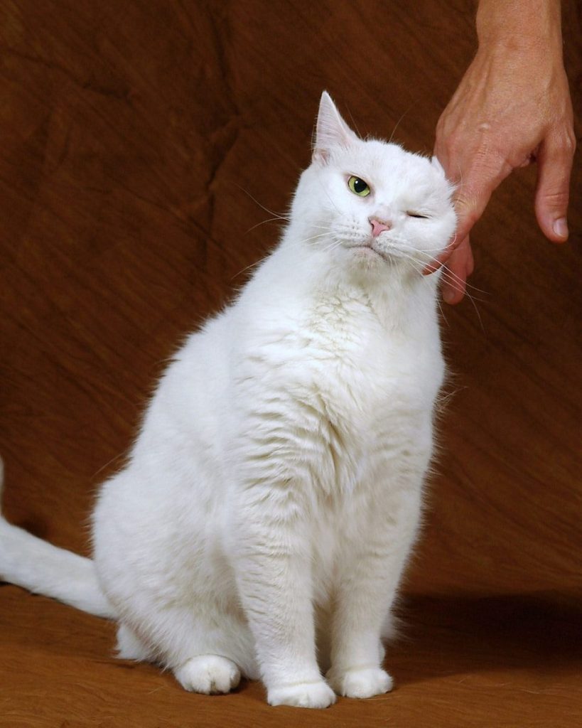 a cat sitting on a wood floor