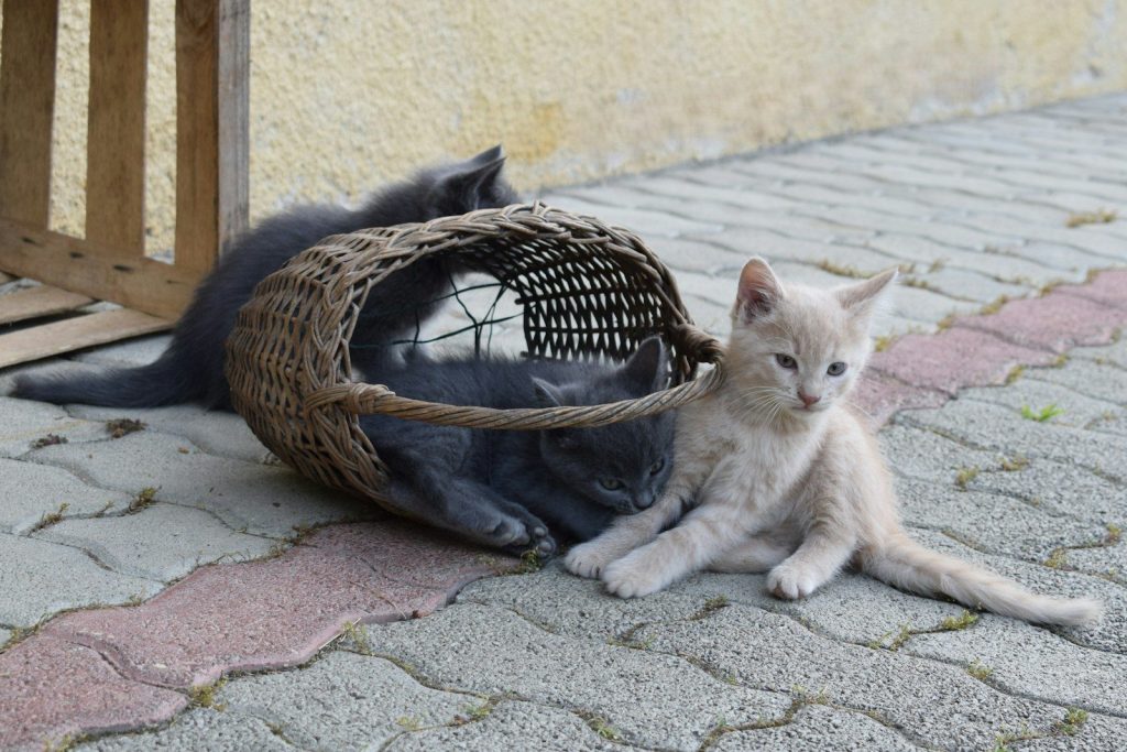 A cat laying on the ground next to a basket