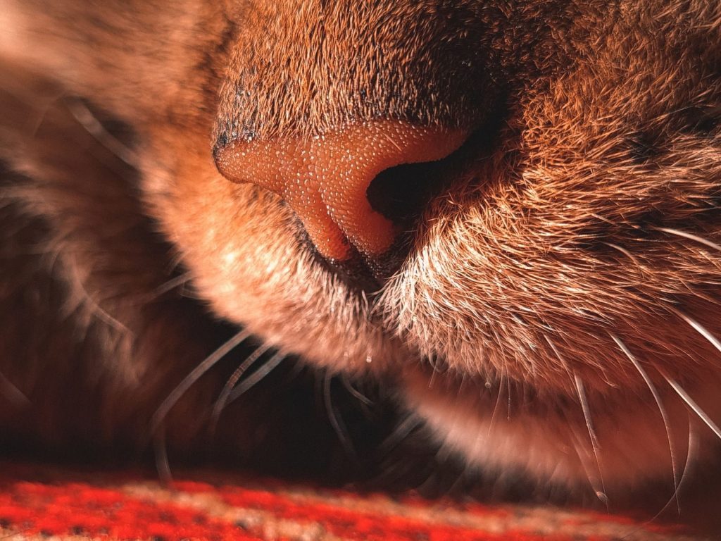 Intimate close-up photo of a tabby cat's nose and whiskers, capturing details and texture.