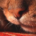 Intimate close-up photo of a tabby cat's nose and whiskers, capturing details and texture.