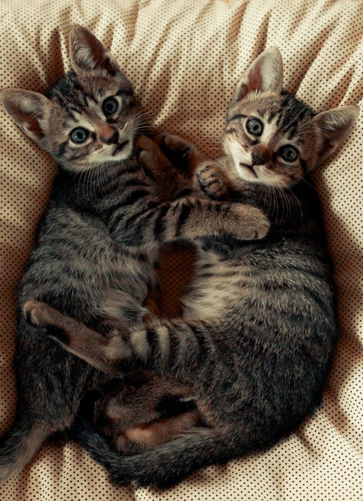 Two tabby kittens snuggling together on a soft cushion, showcasing their playful and innocent nature.