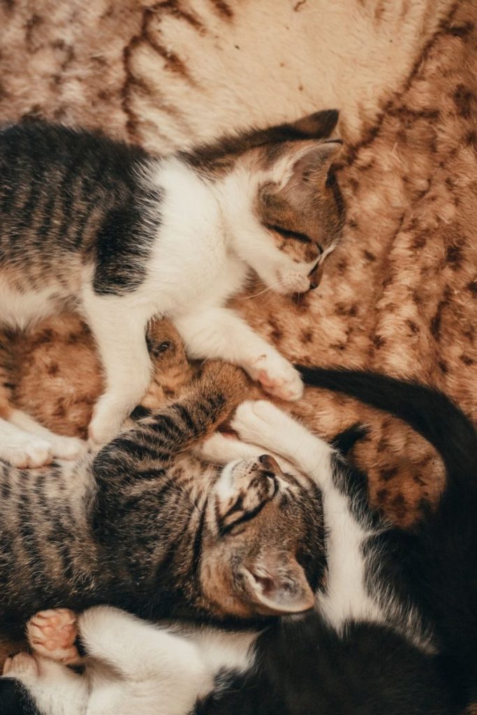 Cute kittens peacefully napping on a soft blanket, showcasing the tranquility of domestic cats.
