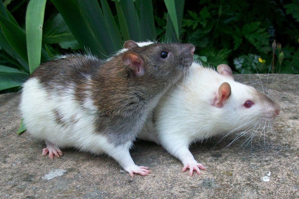 Two cute domesticated rats perched on stone outdoors, showcasing their friendly nature.