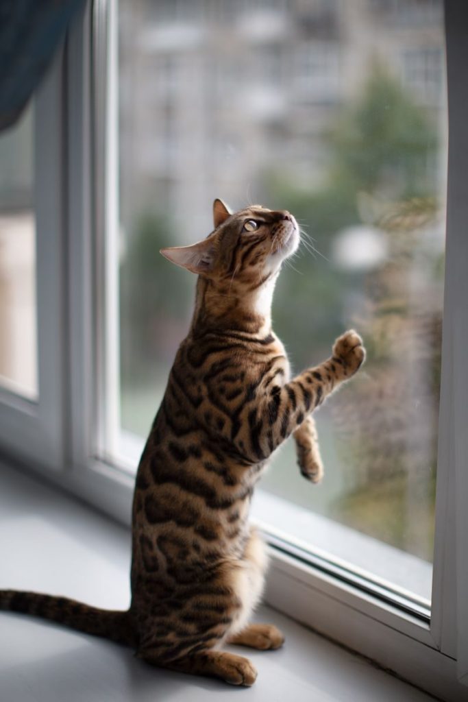 A curious Bengal cat standing on hind legs, peering out a window indoors.