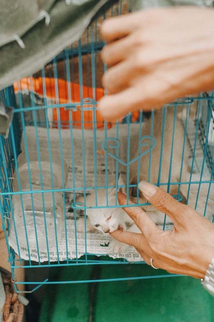 Close-up of a hand interacting with kittens inside a blue cage, showcasing domestic feline care.