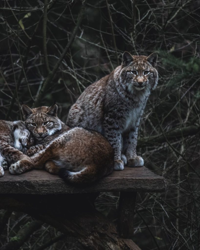 Three bobcats relax on a wooden platform in a lush forest setting.