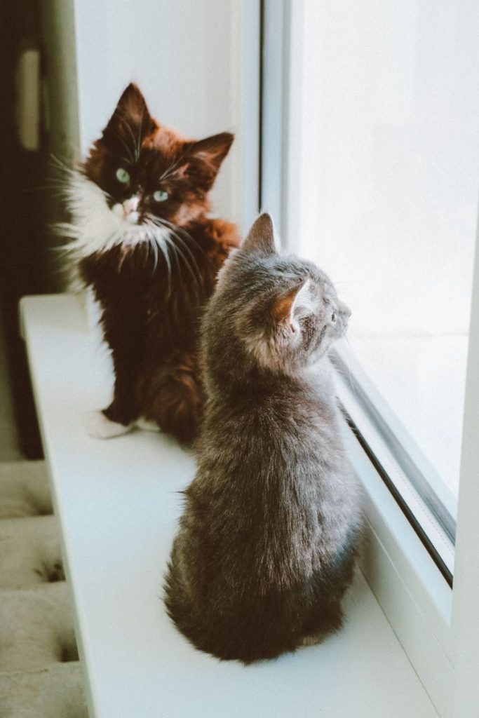 Two cute kittens sitting on a window sill, gazing outside with curiosity.