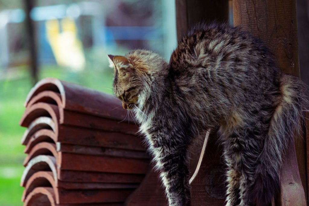 A fluffy tabby cat perched outdoors, showcasing its detailed fur and vibrant colors.