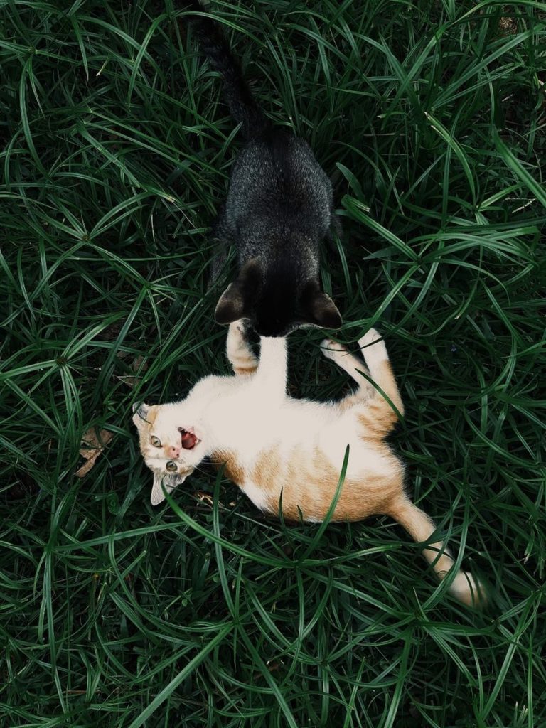 Two playful cats engaging in a fun frolic surrounded by lush green grass.