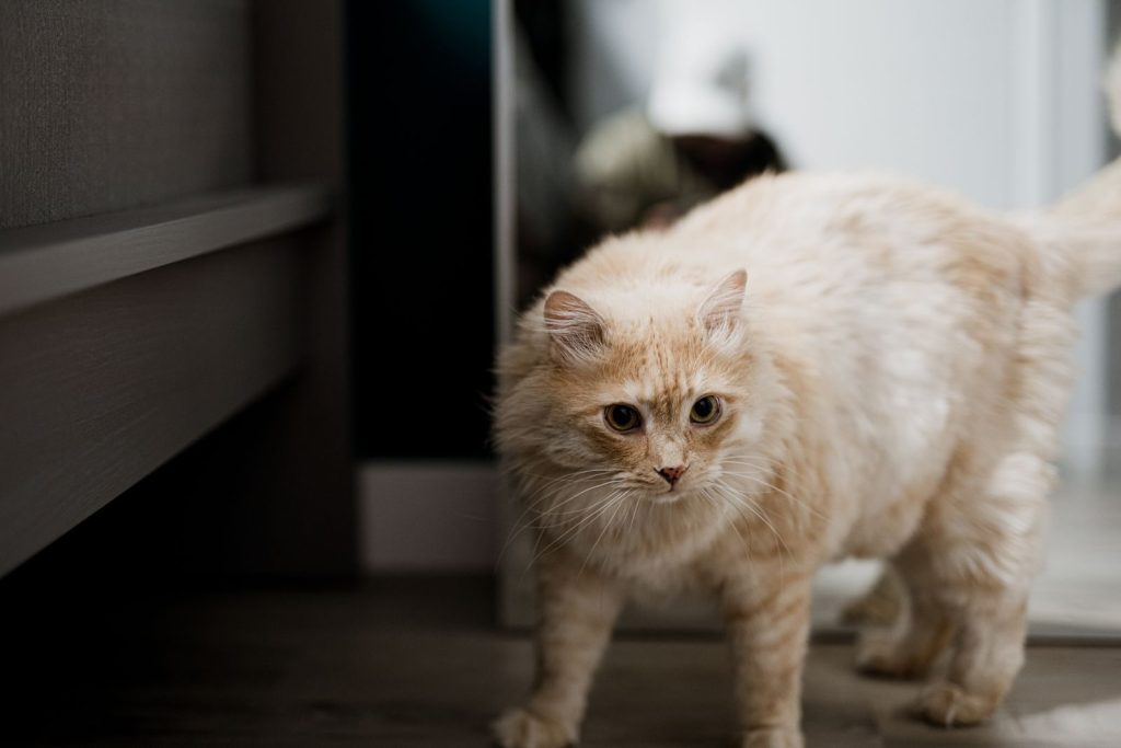 Adorable Persian cat with fluffy fur in an indoor setting, perfect for pet lovers.