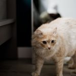 Adorable Persian cat with fluffy fur in an indoor setting, perfect for pet lovers.