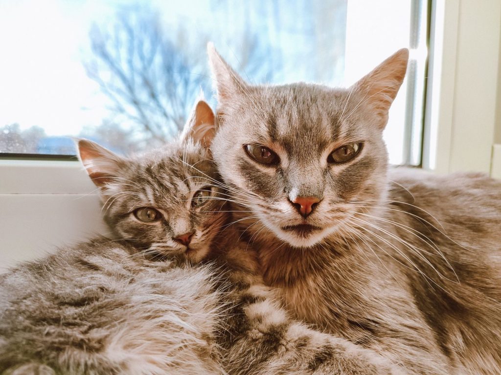 Two fluffy tabby cats cuddling together by a window, showcasing their cute and cozy bond.