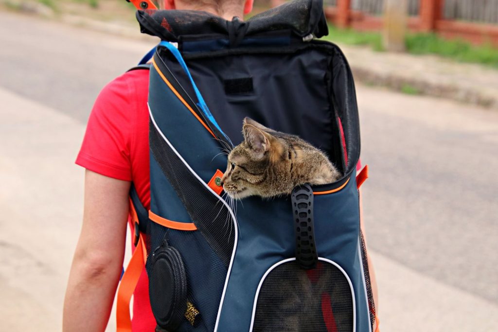 A domestic cat peeks out from a backpack worn by an adult walking outdoors.
