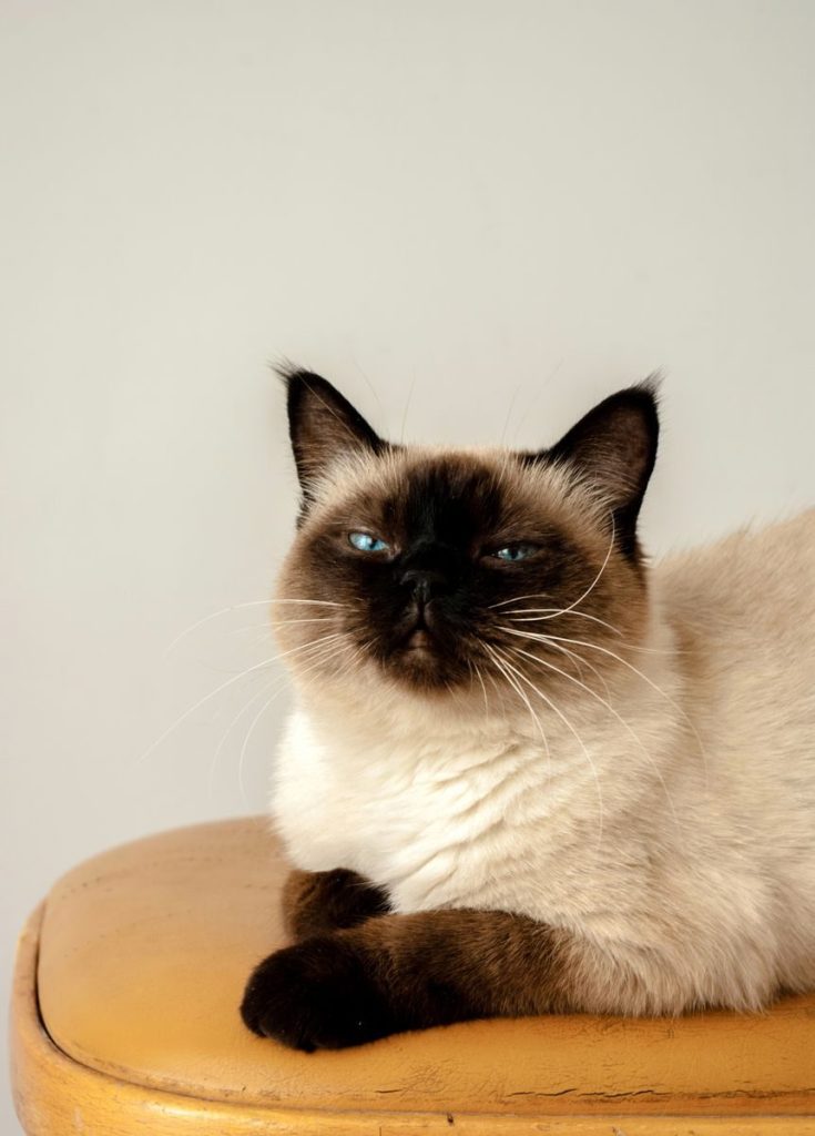 Beautiful Siamese cat with striking blue eyes lounging on a wooden stool in an indoor setting.