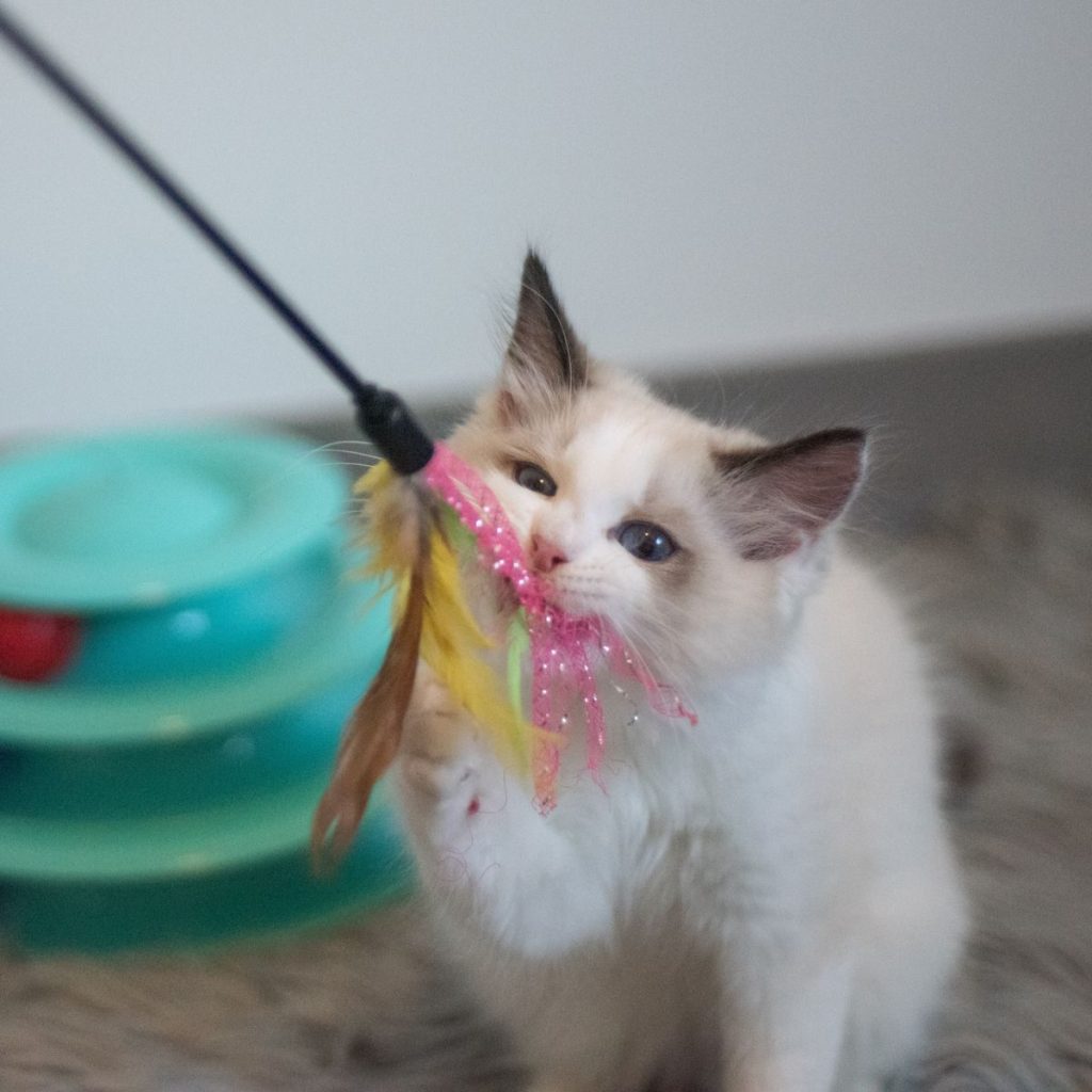 Adorable ragdoll kitten playing with a colorful feather toy indoors.