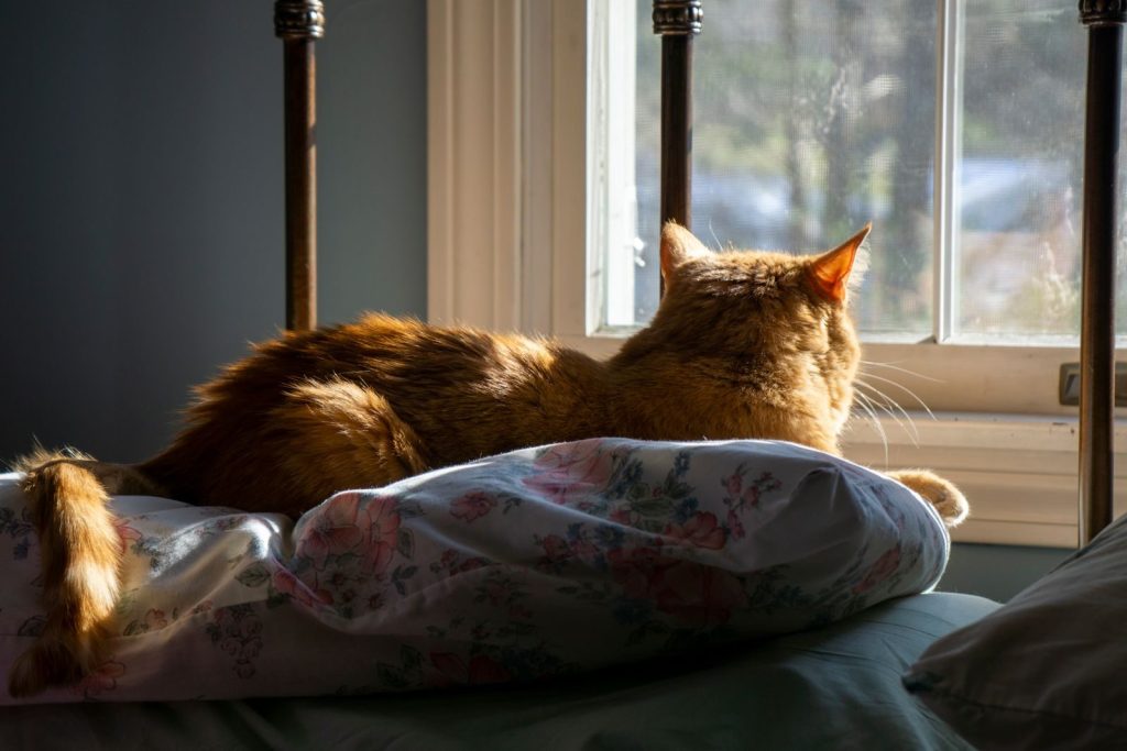 A tabby cat enjoying sunlight while resting on a bed indoors, creating a serene atmosphere.