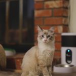Adorable domestic cat with blue eyes sitting indoors near a brick wall