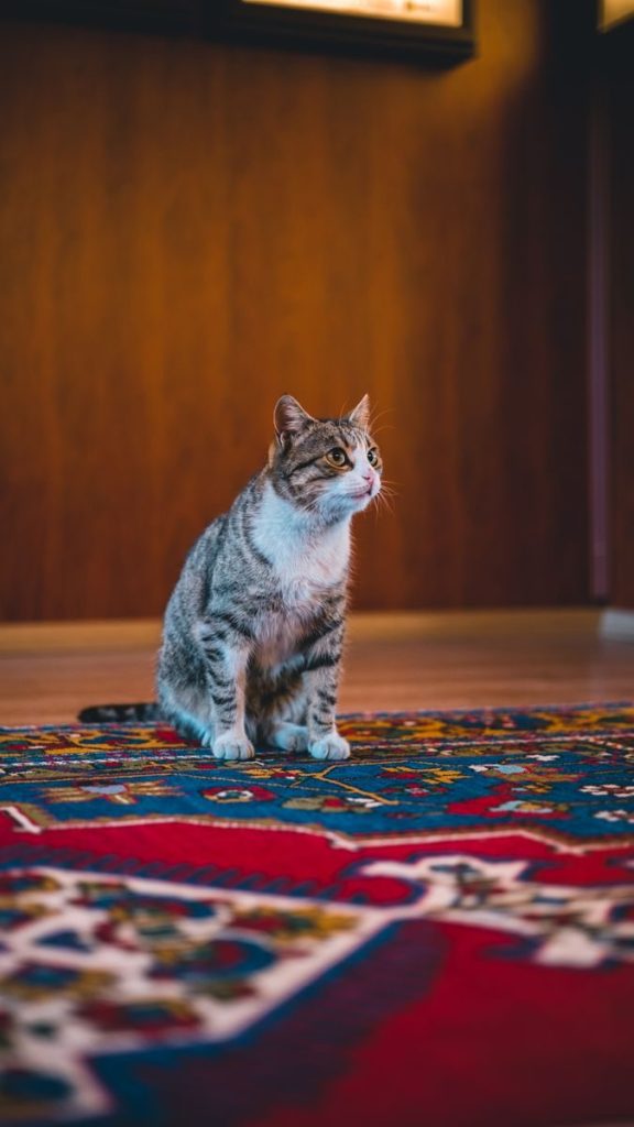 Charming cat sitting on a colorful Turkish rug in a cozy indoor setting, exuding warmth and curiosity.