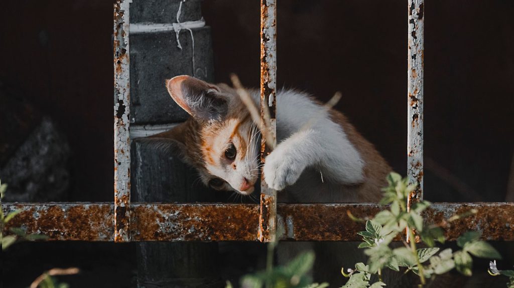 An adorable tabby kitten playing behind a rusty, metal railing outdoors.