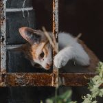 An adorable tabby kitten playing behind a rusty, metal railing outdoors.