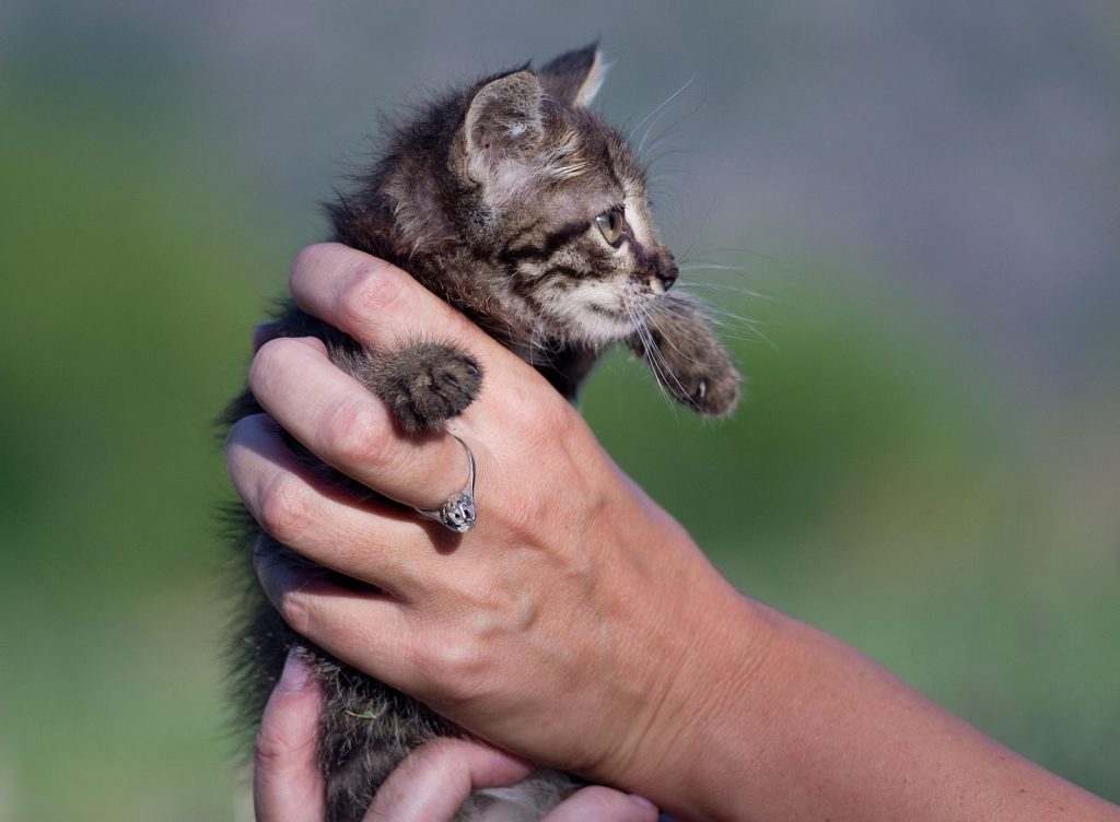 Close-up of a cute kitten being gently held, showcasing its adorable features with a blurred background.