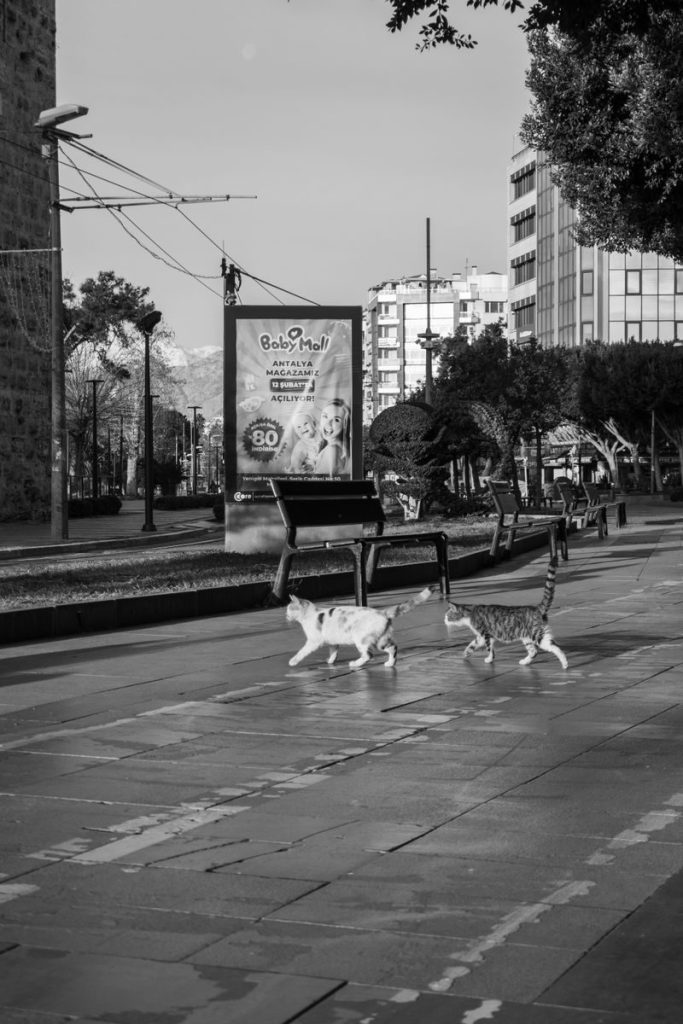 Black and white urban photo of cats crossing a street in a city setting, conveying solitude.