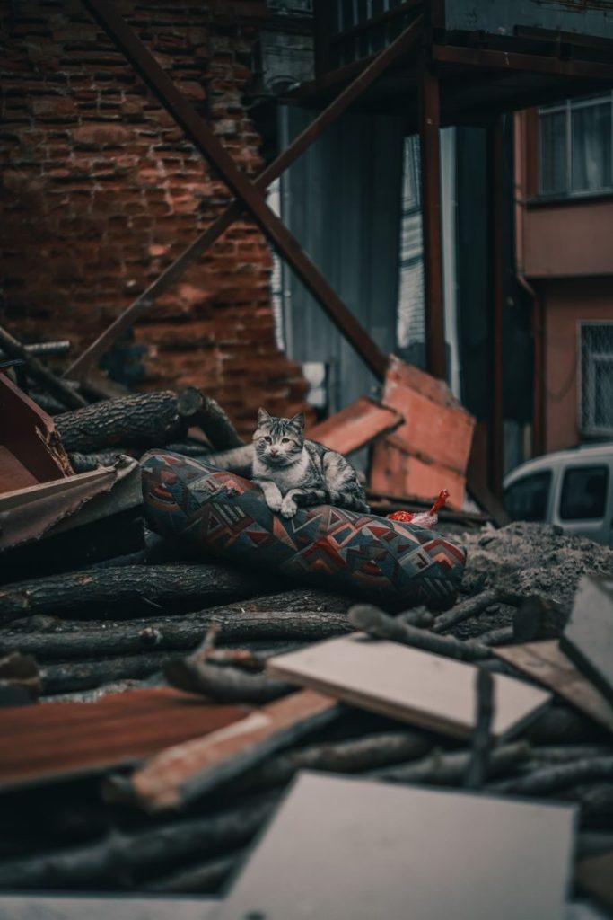 A cat lies on debris in a dilapidated urban setting, showcasing serene resilience.