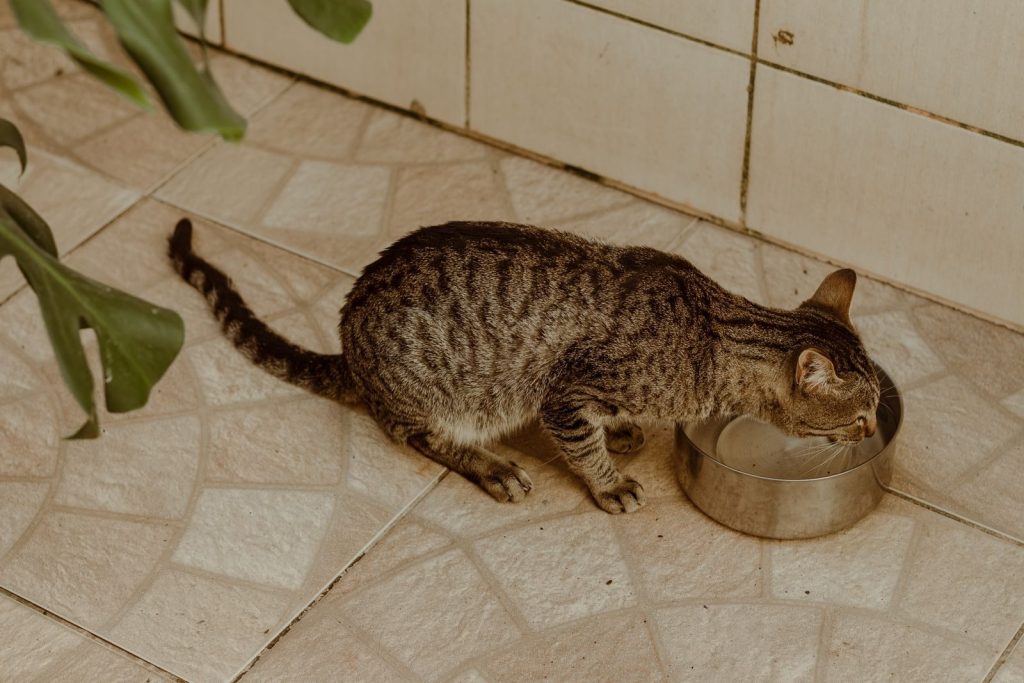 Adorable tabby cat quenching thirst from a stainless steel bowl on a tiled floor indoors.