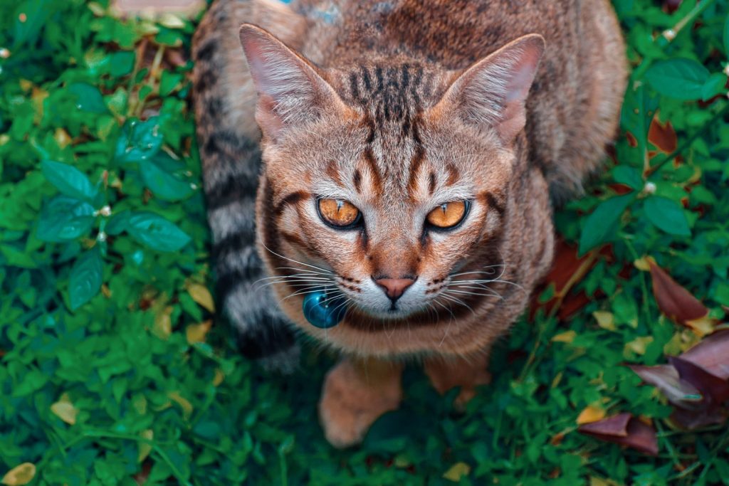 Detailed close-up of a Bengal cat with striking eyes in a vibrant green garden.