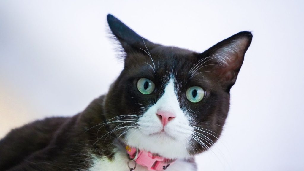 Portrait of a tuxedo cat with striking green eyes and pink collar, showcasing its adorable features.