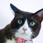 Portrait of a tuxedo cat with striking green eyes and pink collar, showcasing its adorable features.