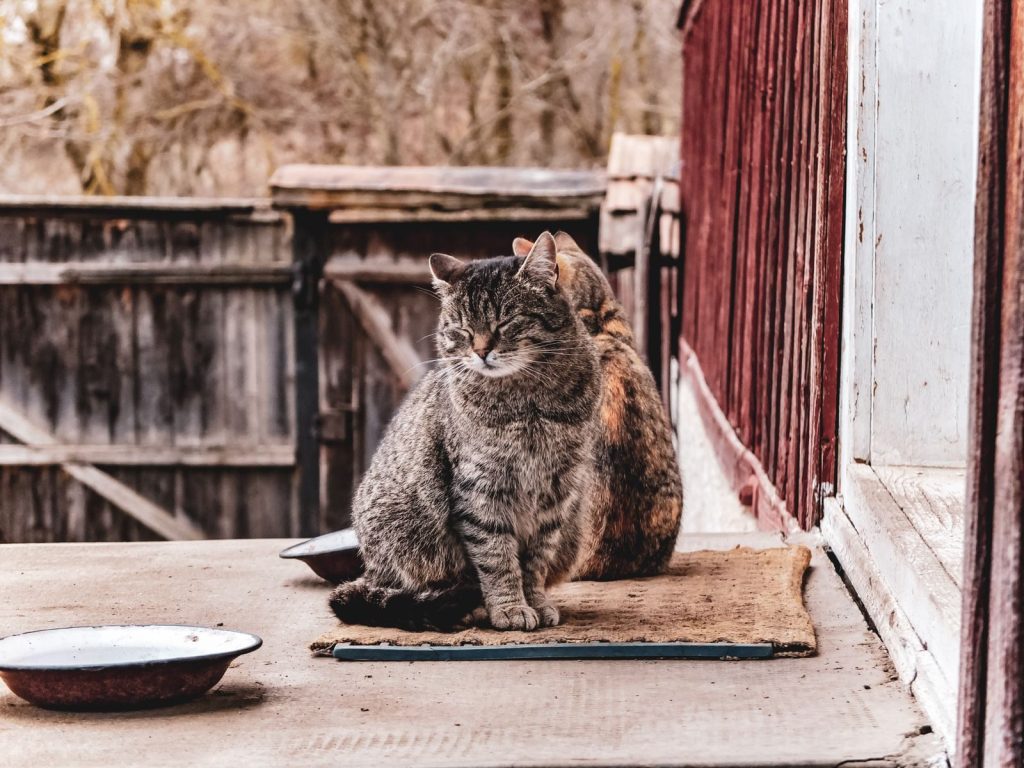 Two cats sitting on a sunny porch, enjoying a peaceful afternoon outdoors.