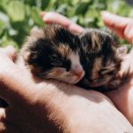 Two adorable kittens snuggled in human hands outdoors in Ukraine. Perfect for animal lovers.