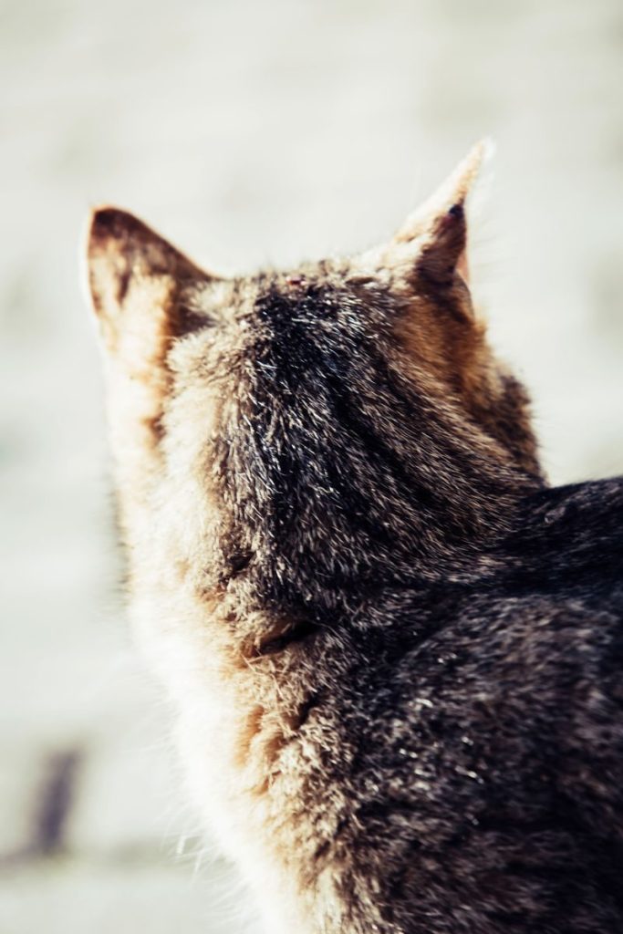 Warm close-up of a tabby cat looking away, showcasing its fur in natural sunlight.