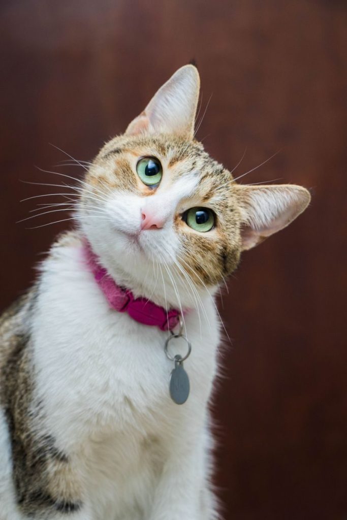 Close-up of a cute tabby cat wearing a pink collar, showing off its bright green eyes.