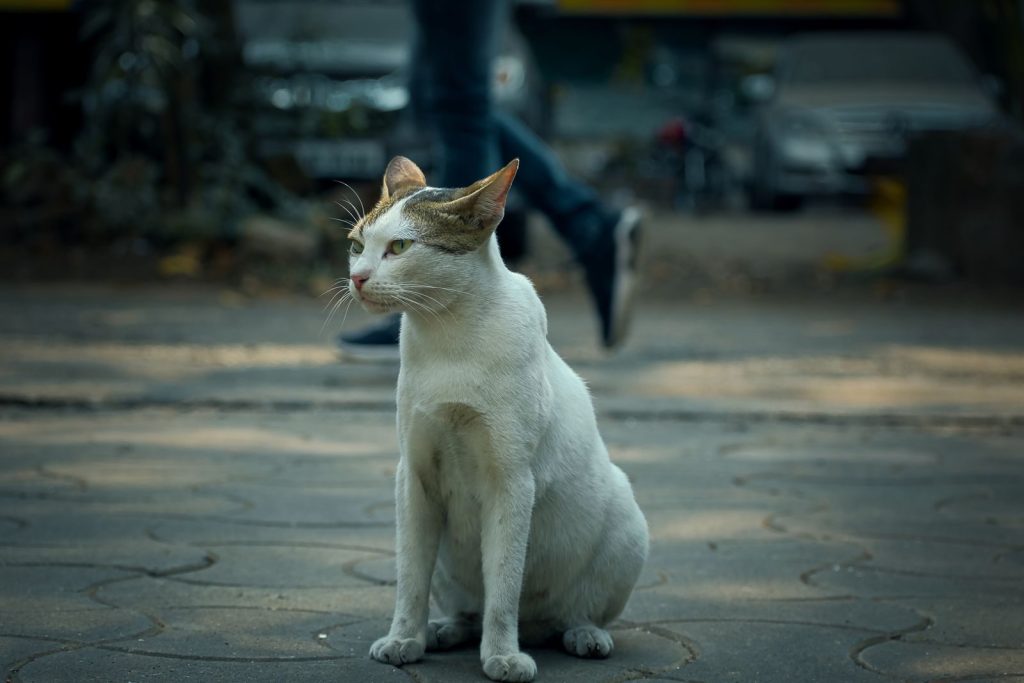 A lone cat sits on a sidewalk with a blurred pedestrian in the background.