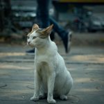 A lone cat sits on a sidewalk with a blurred pedestrian in the background.